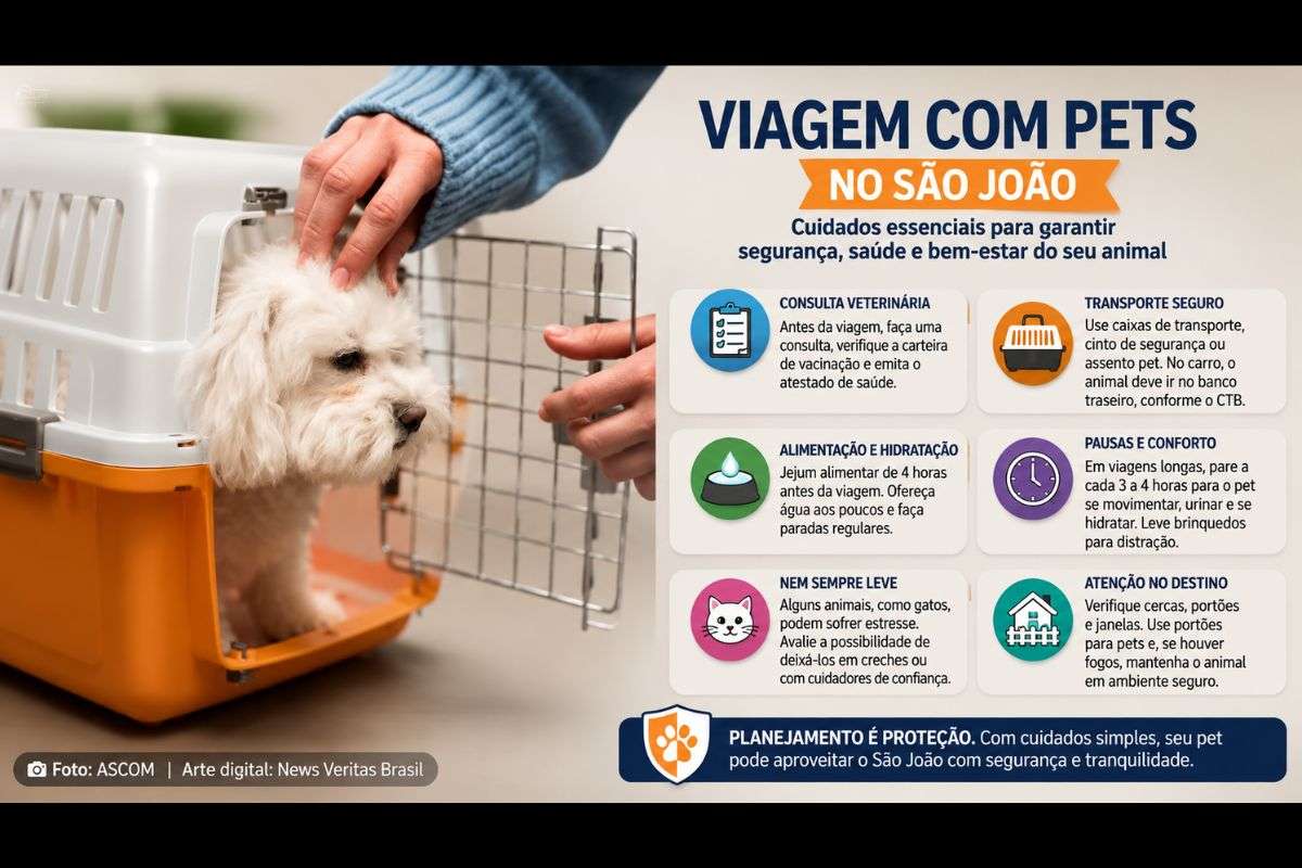 Viagem com pets no São João: Veja cuidados para garantir segurança, saúde e bem-estar dos animais