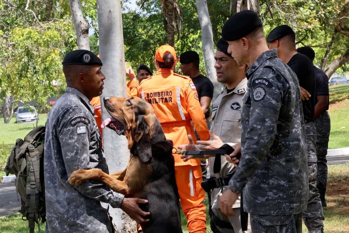 A Polícia Militar da Bahia capacitou 35 policiais do Batalhão de Polícia de Choque para a condução de cães em operações de busca por odor específico. A formação inclui técnicas de Mantrailing, manejo dos animais e procedimentos relacionados a medicamentos. Os treinamentos utilizam cães da raça Bloodhound e preparam os agentes para auxiliar na localização de pessoas desaparecidas, incluindo indivíduos com Alzheimer, e de possíveis criminosos foragidos.