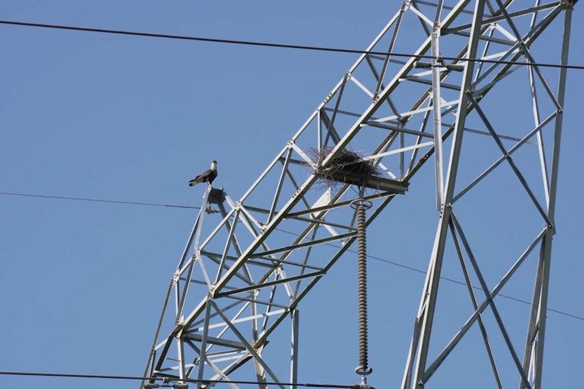 AXIA Energia instala ninhos artificiais para proteger carcarás e reduzir riscos em linhas de transmissão no Nordeste